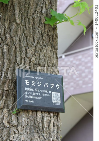 特寫鏡頭：一塊樹木名稱標籤（植物資訊板）附著在楓香樹的樹幹上。 140012403