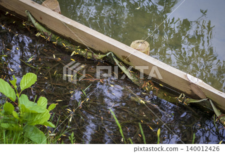 Common frog hiding in shallow water by a wooden erosion barrier. Animal Common frog hiding in shallow water by a wooden erosion barrier. Animal 140012426