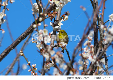 White-eye White-eye 140012486