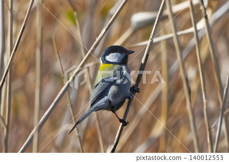 Great tit 140012553