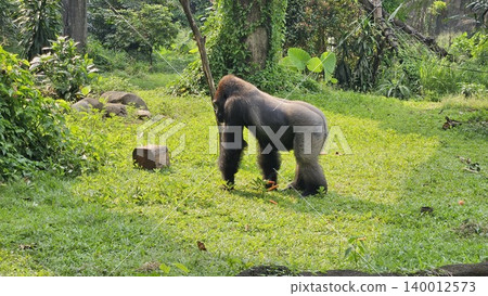 A large, sitting gorilla with black fur and a pensive expression is captured in a lush, green outdoor enclosure, A large, sitting gorilla with black fur and a pensive expression is captured in a lush, green outdoor enclosure, 140012573