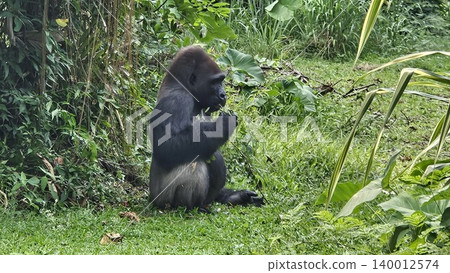 A large, sitting gorilla with black fur and a pensive expression is captured in a lush, green outdoor enclosure, A large, sitting gorilla with black fur and a pensive expression is captured in a lush, green outdoor enclosure, 140012574