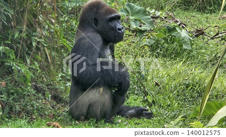 A large, sitting gorilla with black fur and a pensive expression is captured in a lush, green outdoor enclosure, A large, sitting gorilla with black fur and a pensive expression is captured in a lush, green outdoor enclosure, 140012575