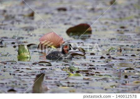 小䴙䴘(Tachybaptus ruficollis)-北海道的一種野生鳥類。 小䴙䴘(Tachybaptus ruficollis)-北海道的一種野生鳥類。 140012578