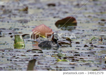 小䴙䴘(Tachybaptus ruficollis)-北海道的一種野生鳥類。 小䴙䴘(Tachybaptus ruficollis)-北海道的一種野生鳥類。 140012579