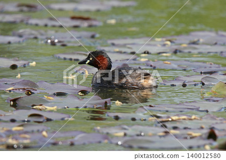 Little Grebe (Tachybaptus ruficollis) - A wild bird of Hokkaido. 140012580