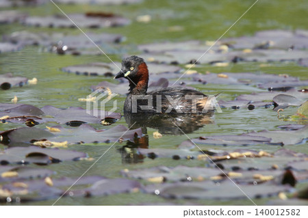 小䴙䴘(Tachybaptus ruficollis)-北海道的一種野生鳥類。 小䴙䴘(Tachybaptus ruficollis)-北海道的一種野生鳥類。 140012582