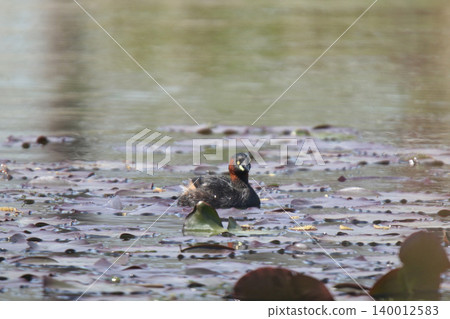 小䴙䴘（Tachybaptus ruficollis）－北海道的一種野生鳥類。 140012583