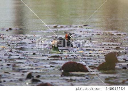 小䴙䴘(Tachybaptus ruficollis)-北海道的一種野生鳥類。 小䴙䴘(Tachybaptus ruficollis)-北海道的一種野生鳥類。 140012584