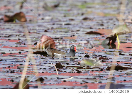 普通黑水雞(Gallinula chloropus),北海道的一種野生鳥類 普通黑水雞(Gallinula chloropus),北海道的一種野生鳥類 140012629