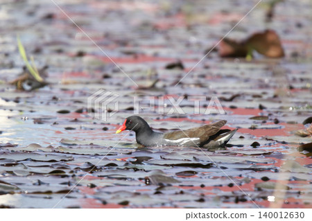普通黑水雞(Gallinula chloropus),北海道的一種野生鳥類 普通黑水雞(Gallinula chloropus),北海道的一種野生鳥類 140012630