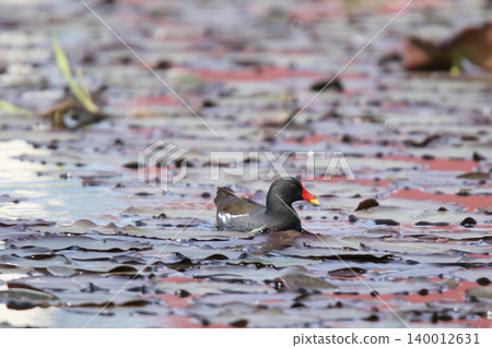 Common moorhen Gallinula chloropus, a wild bird of Hokkaido 140012631
