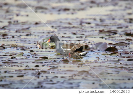 普通黑水雞(Gallinula chloropus),北海道的一種野生鳥類 普通黑水雞(Gallinula chloropus),北海道的一種野生鳥類 140012633