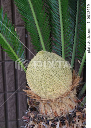 Close-up of a male cycad flower Close-up of a male cycad flower 140012659
