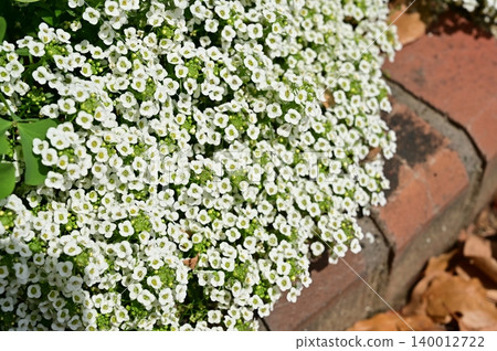Sweet Alyssum (Brassicaceae) Sweet Alyssum (Brassicaceae) 140012722