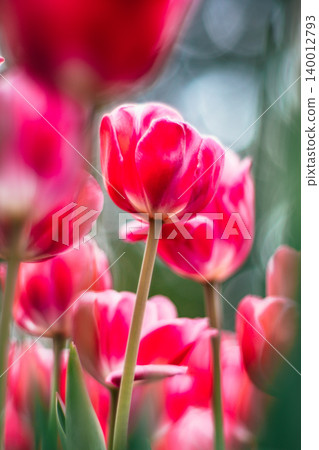 tulip tulip 140012793