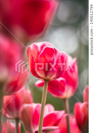 tulip tulip 140012794