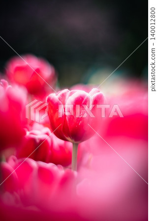 tulip tulip 140012800