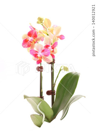 Miniature Phalaenopsis orchid, pink flowers, with spotted design, bright background. Miniature Phalaenopsis orchid, pink flowers, with spotted design, bright background. 140012921