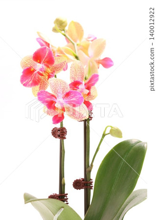 Miniature Phalaenopsis orchid, pink flowers, with spotted design, bright background. Miniature Phalaenopsis orchid, pink flowers, with spotted design, bright background. 140012922