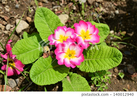 Primula polyantha (Primulaceae family), genus Primula 140012940