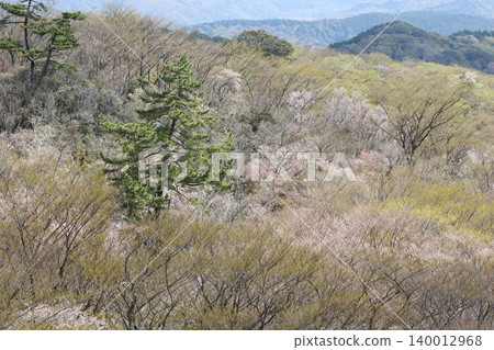 The ridgeline of the West Izu Skyline: A landscape of fresh green deciduous trees. The ridgeline of the West Izu Skyline: A landscape of fresh green deciduous trees. 140012968