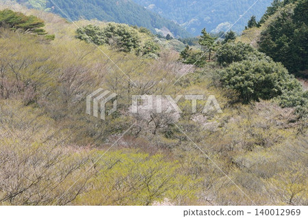 西伊豆山脊:一片翠綠落葉喬木的景觀。 西伊豆山脊:一片翠綠落葉喬木的景觀。 140012969