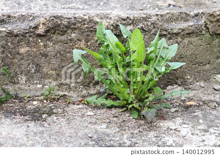 Wild Plant Rosette Growing from Gap Between Weathered Concrete Curb and Pavement, Urban Nature Resilience Macro 140012995