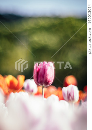 tulip tulip 140013054