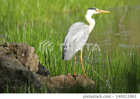 Grey Heron, Ardea cinerea, a wild bird of Hokkaido 140013061