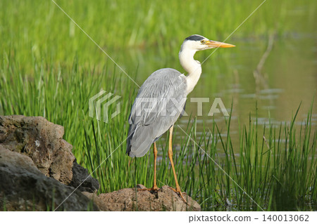蒼鷺(Ardea cinerea),北海道的一種野鳥 蒼鷺(Ardea cinerea),北海道的一種野鳥 140013062