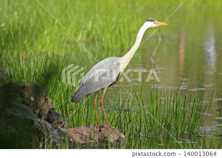 蒼鷺(Ardea cinerea),北海道的一種野鳥 蒼鷺(Ardea cinerea),北海道的一種野鳥 140013064