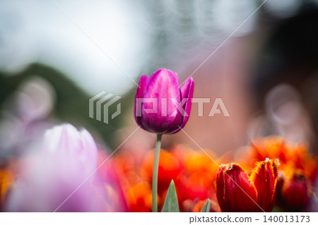tulip tulip 140013173