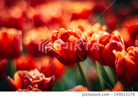 tulip tulip 140013179
