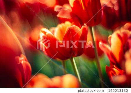 tulip tulip 140013180