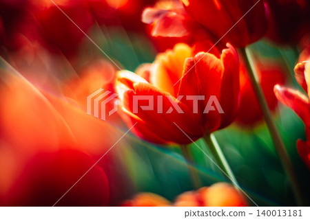 tulip tulip 140013181