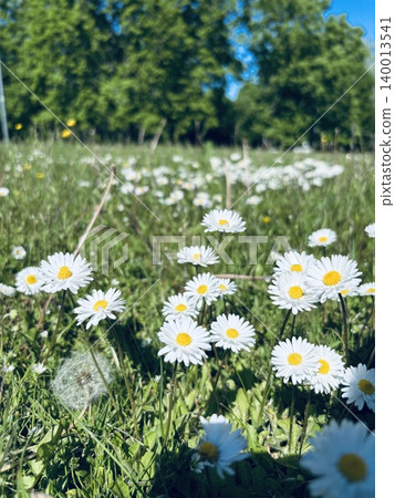 A park and daisies that evoke the feeling of spring A park and daisies that evoke the feeling of spring 140013541