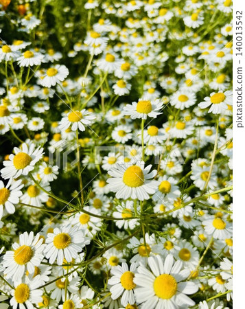 Chamomile in full bloom Chamomile in full bloom 140013542
