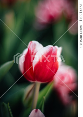 tulip 140013878