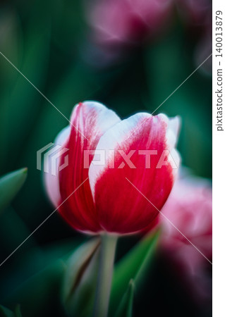 tulip tulip 140013879