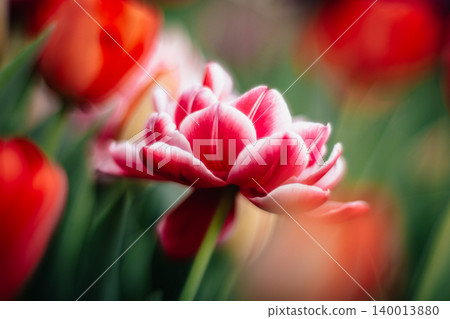 tulip tulip 140013880