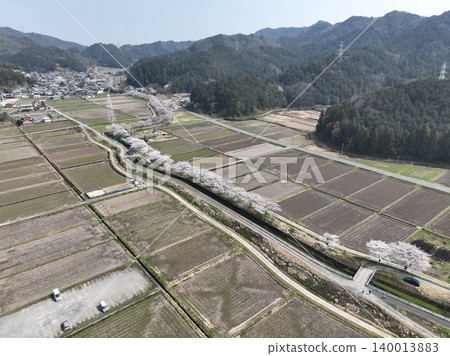 Beautiful row of cherry trees in Hikozaka, Gifu City, Gifu Prefecture 140013883
