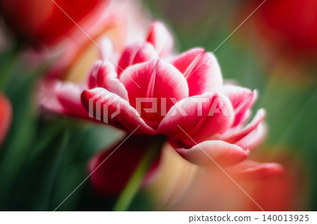 tulip tulip 140013925