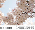 櫻花盛開查找 140013945