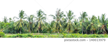 Tropical Coconut Palm Trees Row Panorama Isolated on White Background, Farm Plantation Tree Line Cut Out for Graphic Design Background Tropical Coconut Palm Trees Row Panorama Isolated on White Background, Farm Plantation Tree Line Cut Out for Graphic Design Background 140013979
