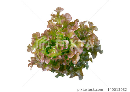 Top View of Fresh Red Oak Salad Bush, Clean Cut Out Element on Solid White Background with Copy Space Top View of Fresh Red Oak Salad Bush, Clean Cut Out Element on Solid White Background with Copy Space 140013982