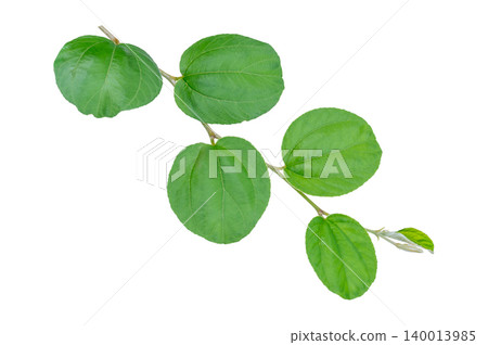Green Leaf Branch Cut Out on Isolated on White Background Creative Botanical Component with Copy Space for Eco Branding Green Leaf Branch Cut Out on Isolated on White Background Creative Botanical Component with Copy Space for Eco Branding 140013985