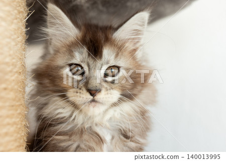 Gray maine kitten portrait close up at home. Gray maine kitten portrait close up at home. 140013995