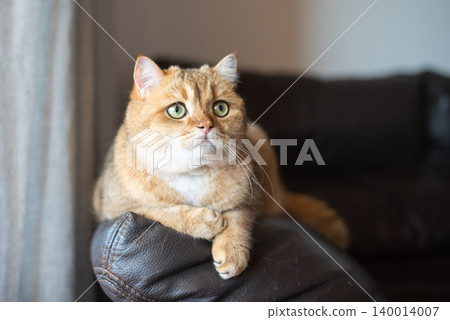 Scottish cat looks out the window . 140014007