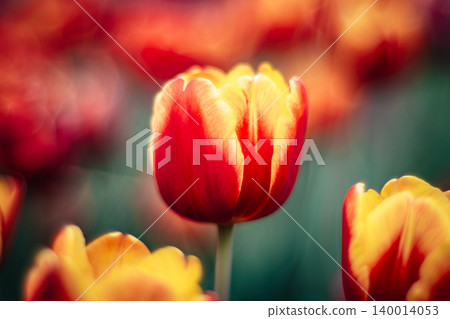 tulip tulip 140014053